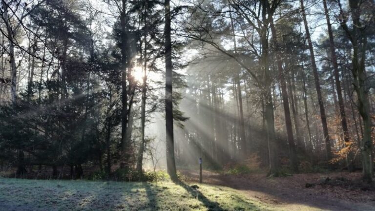 BCP-winter-woodland